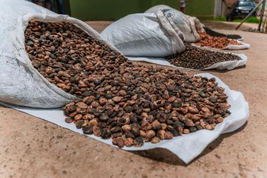 Investimentos estaduais elevam a renda e fortalecem a agricultura familiar no Baixo Sul | SECOM