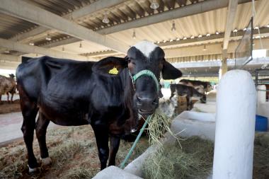 Leilões e acesso a financiamento aumentam oportunidades de negócios na Fenagro 2025 | SECOM