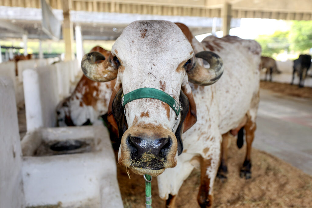 Fenagro 2025: Bahia realiza a maior feira agropecuária do Norte e Nordeste