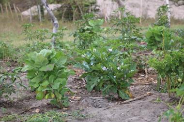 Garantia-Safra transforma vulnerabilidade climática em proteção social em Feira de Santana | SECOM