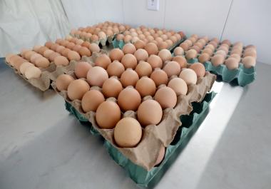 Bahia lidera avicultura no Nordeste com crescimento de 16,3% em ovos e 152 milhões de aves