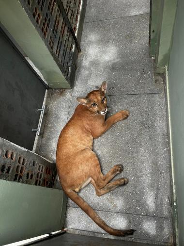 Onça-parda é resgatada em residência de Luís Eduardo Magalhães