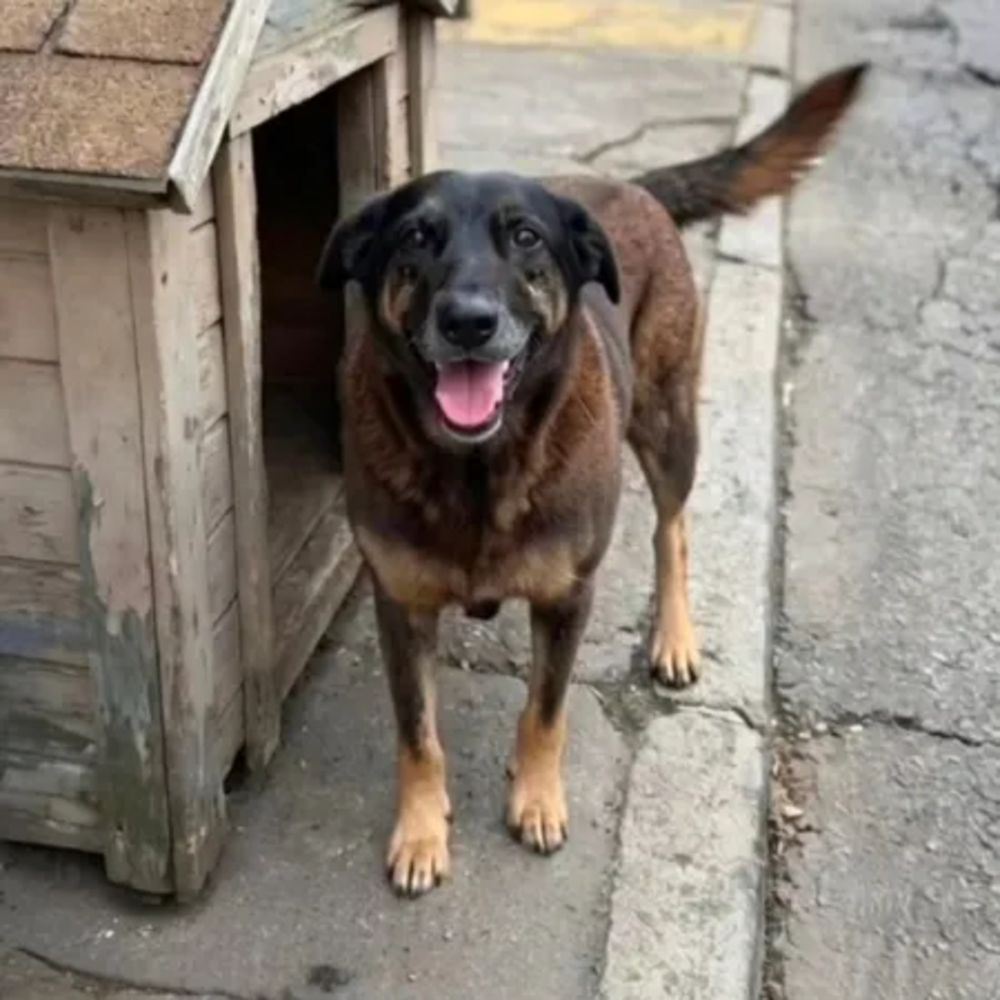 ‘Cão Orelha’: casal confundido com pais de adolescente investigado relata ameaças de morte