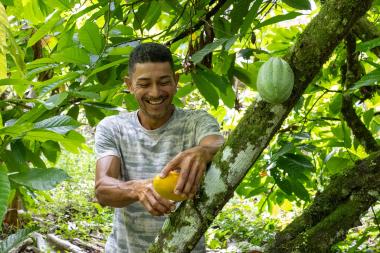 Bahia amplia ações e avança na proteção da cacauicultura