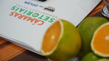 Câmaras Setoriais em debate: cacau, sisal, dendê e citrus abrem o calendário 2026 | SECOM