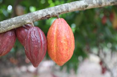 Governo da Bahia ganha protagonismo nacional com articulação para suspensão de importações de cacau da Costa do Marfim