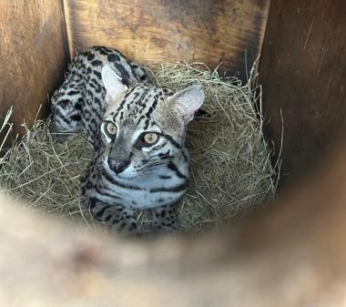 Jaguatirica resgatada com queimaduras é devolvida à natureza em Campo Formoso | SECOM