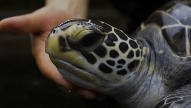 TVE exibe o documentário ‘Onde Estão As Tartarugas Marinhas?' | SECOM