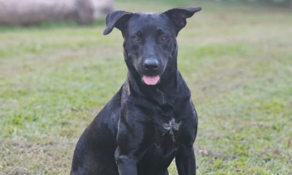 Amado, dócil e feliz: quem era Brutus, o cão morto por bombeiro em Goiânia