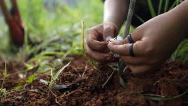 Governo da Bahia lança editais inéditos de R$ 16 milhões para fortalecer plantas medicinais e turismo rural comunitário | SECOM