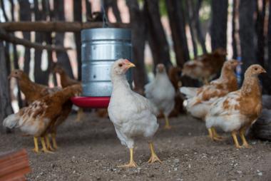 Governo da Bahia abre seleção de 50 organizações da agricultura familiar para fortalecer a produção de ovos caipiras